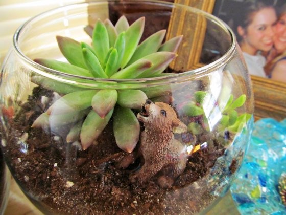 my first terrarium. at the beginning of 2013 i put a call out for a 'creative pay it forward' idea, and i've been excited to make personalized gifts for a few friends. i made several terrariums but this little guy is going to live with me.